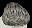 Pedinopariops Trilobite - Mrakib, Morocco #58446-4